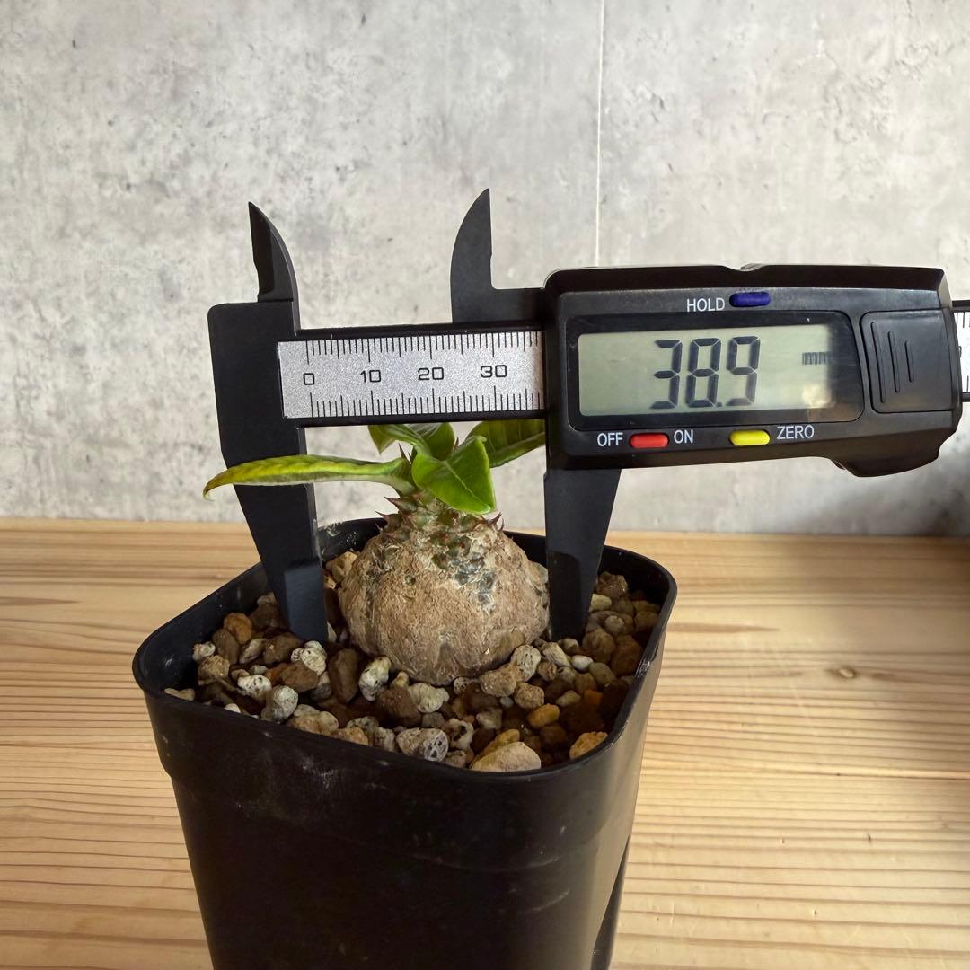 パキポディウムウィンゾリー 国内実生株