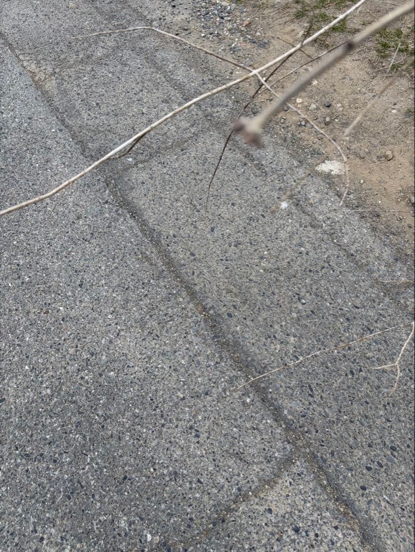 山採り アオダモ クロモジ 混合株 アオダモ4本立ち クロモジ2本立ち