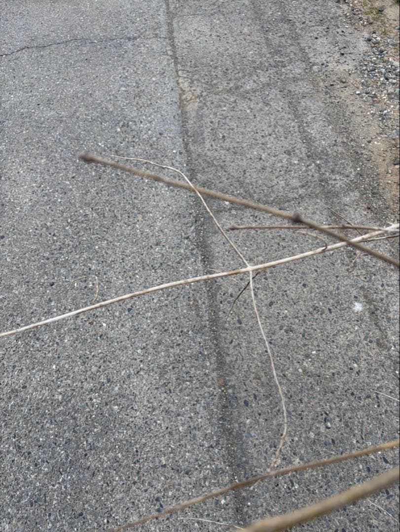 山採り アオダモ クロモジ 混合株 アオダモ4本立ち クロモジ2本立ち