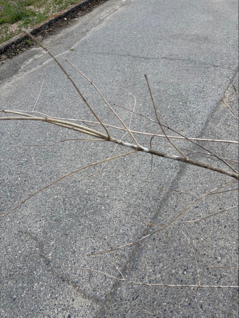 山採り アオダモ クロモジ 混合株 アオダモ4本立ち クロモジ2本立ち