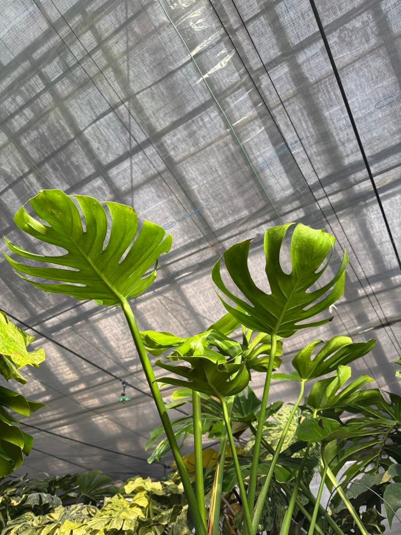 モンステラ　デリシオーサ　インテリア用実生何となく丸葉　180梱包サイズ送料無料