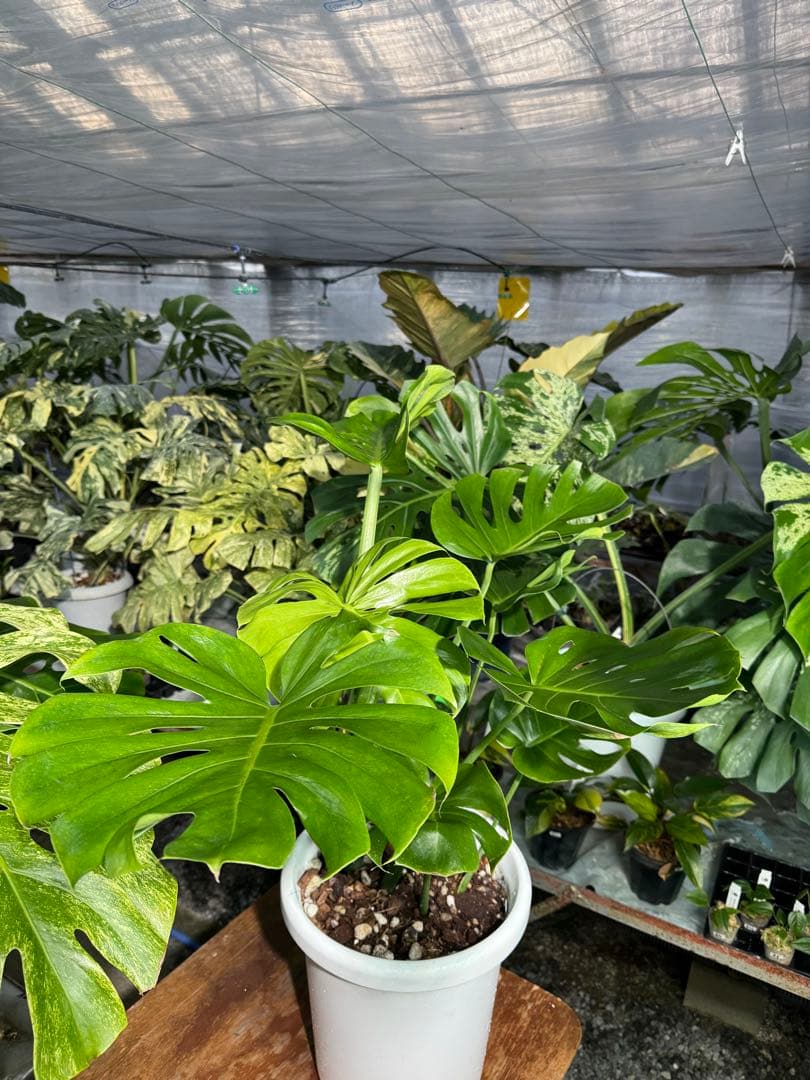 モンステラ　デリシオーサ　インテリア用実生何となく丸葉　180梱包サイズ送料無料