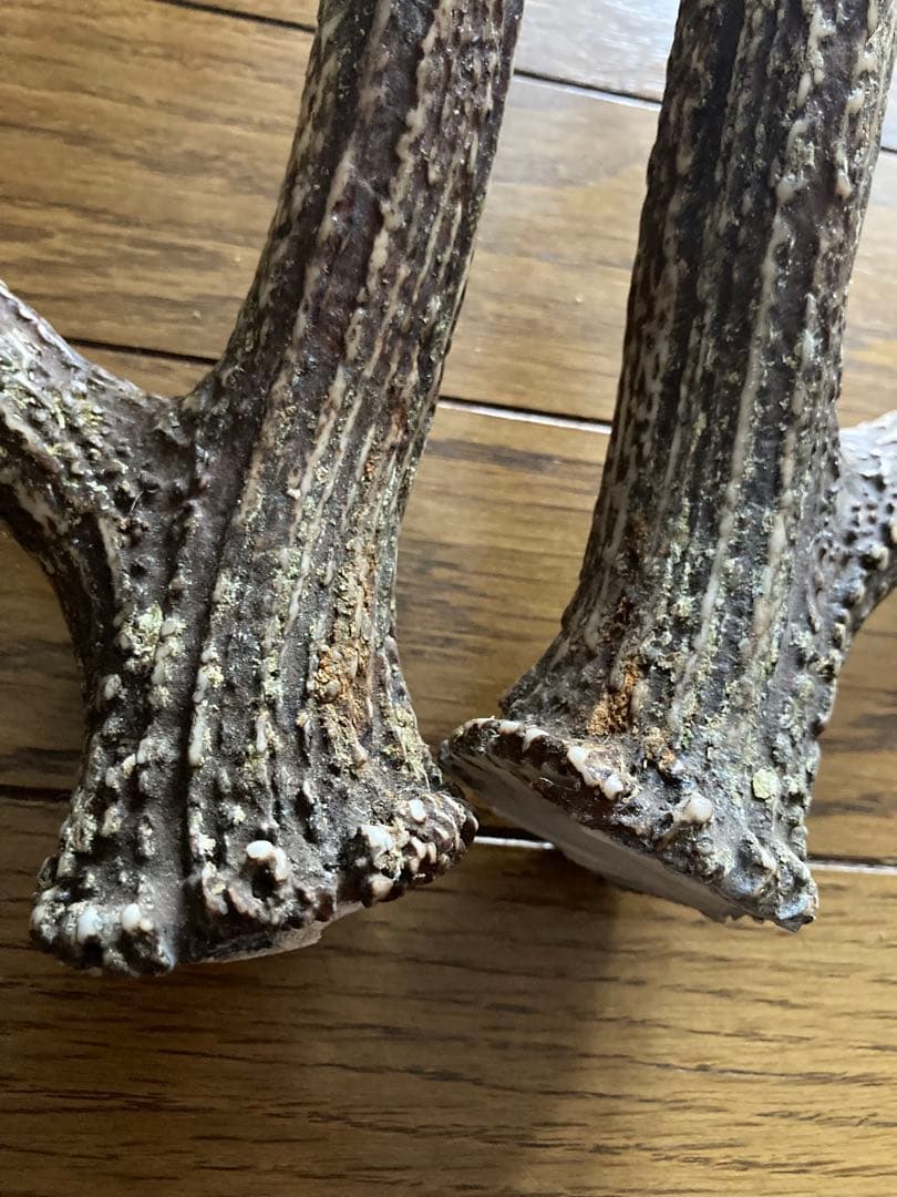 鹿の角　ハンドメイド素材　鹿のインテリア　鹿角特大サイズ　薬剤不使用