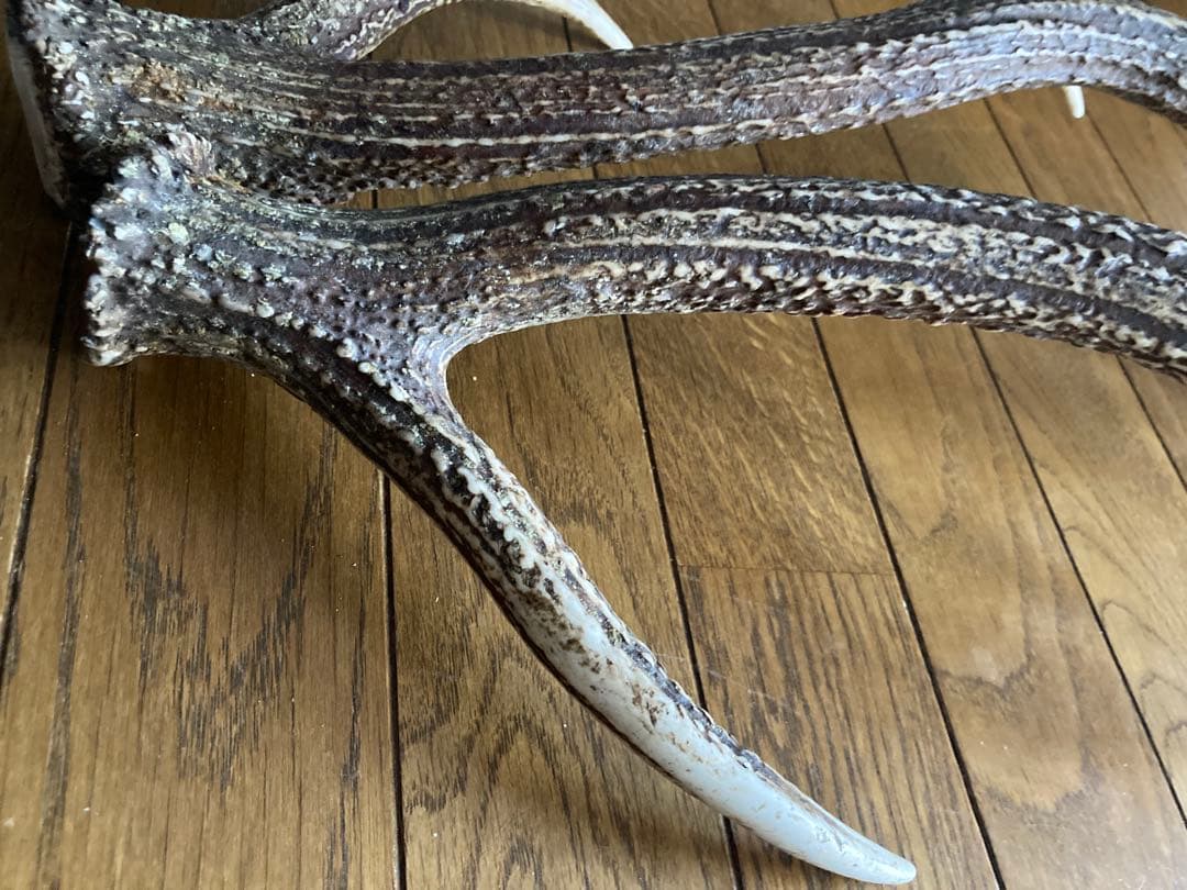 鹿の角　ハンドメイド素材　鹿のインテリア　鹿角特大サイズ　薬剤不使用