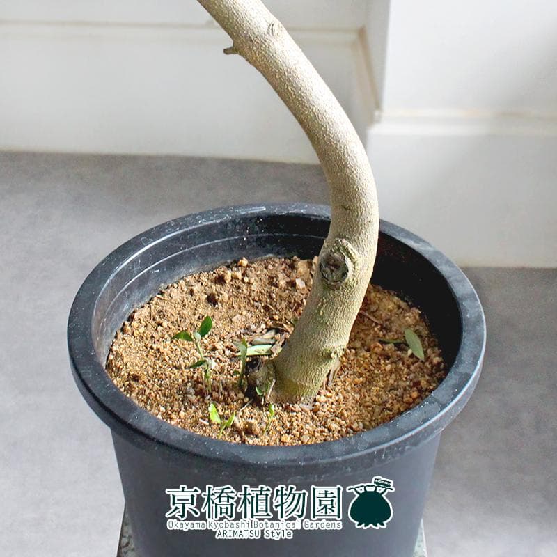 【現品】オリーブ　8号　黒鉢（3）ネバディロブランコ＜S-3＞