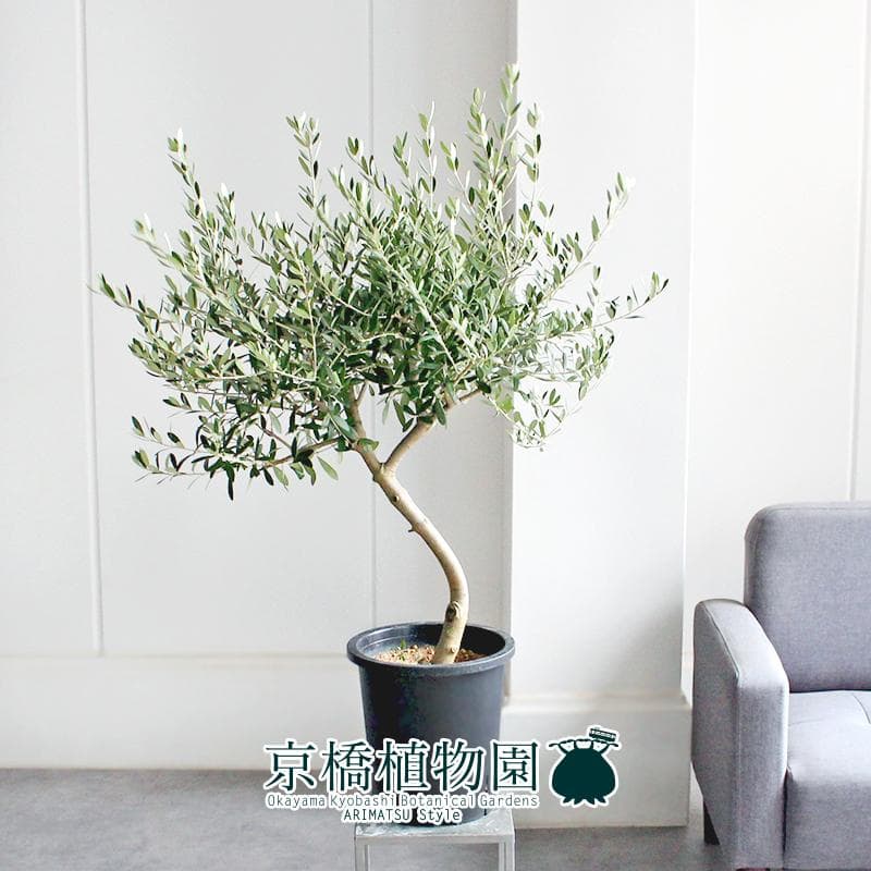 【現品】オリーブ　8号　黒鉢（3）ネバディロブランコ＜S-3＞