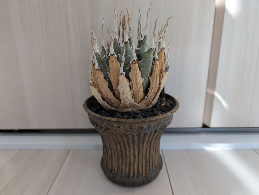 アガベ ユタエンシス エボリスピナ 陽炎 池田佐一郎 陶器鉢