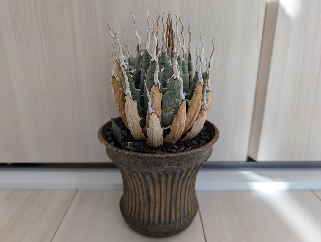 アガベ ユタエンシス エボリスピナ 陽炎 池田佐一郎 陶器鉢