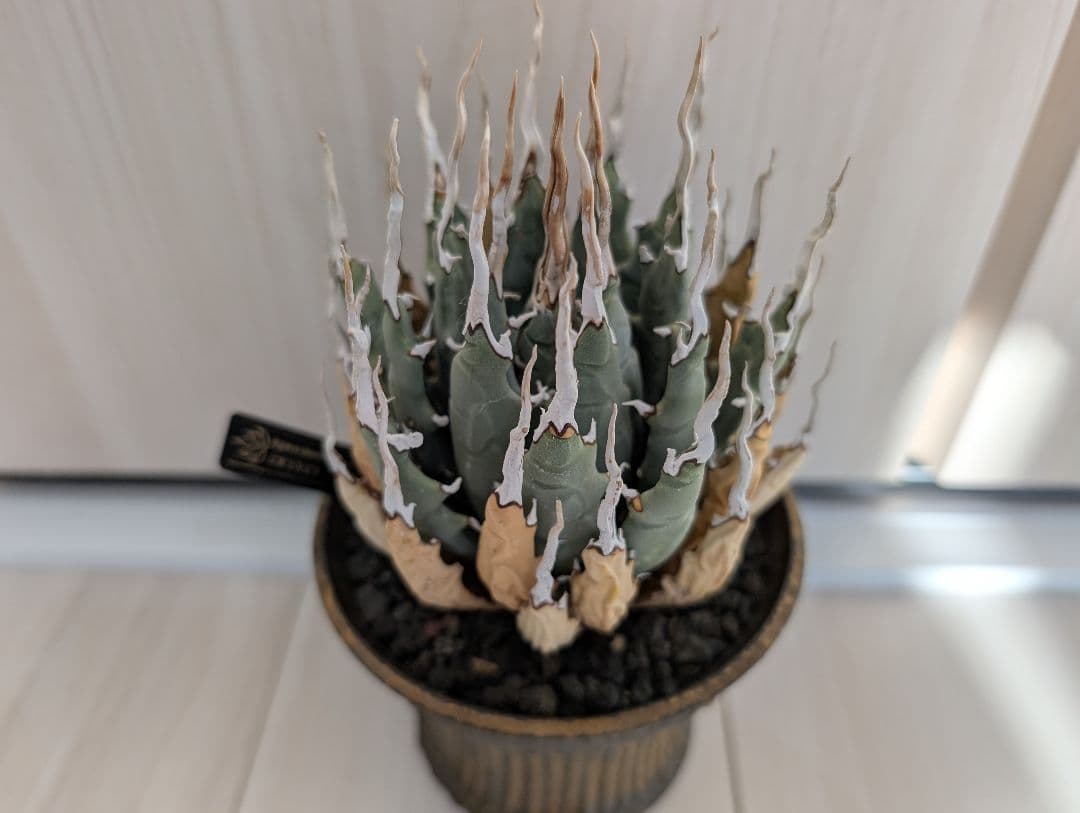 アガベ ユタエンシス エボリスピナ 陽炎 池田佐一郎 陶器鉢