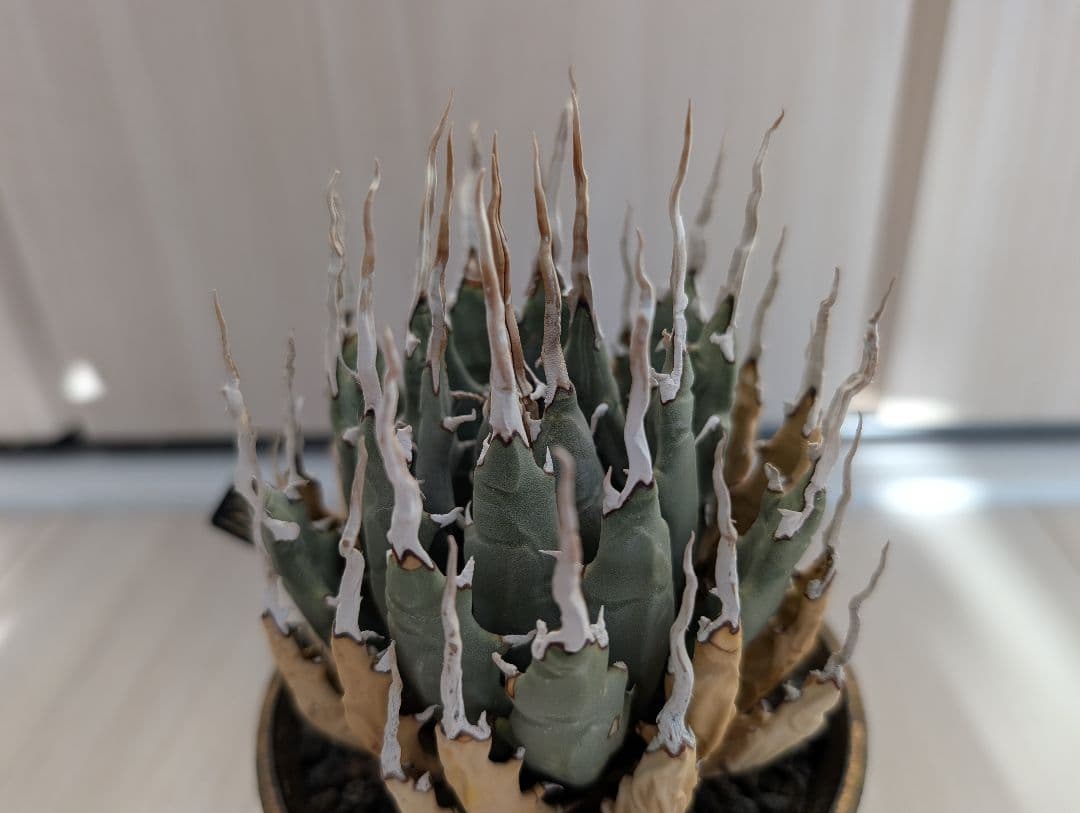 アガベ ユタエンシス エボリスピナ 陽炎 池田佐一郎 陶器鉢