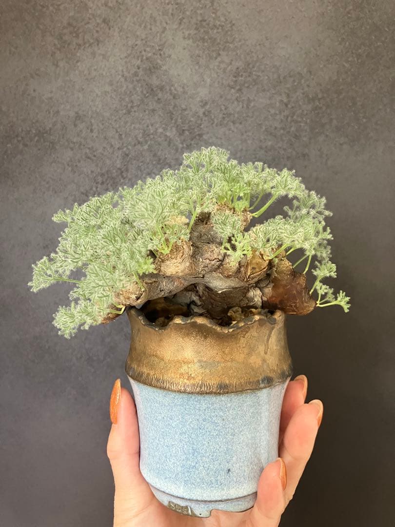 モンソニア　ムルチフィダ　ムルチフィズム　現地株　盆栽風