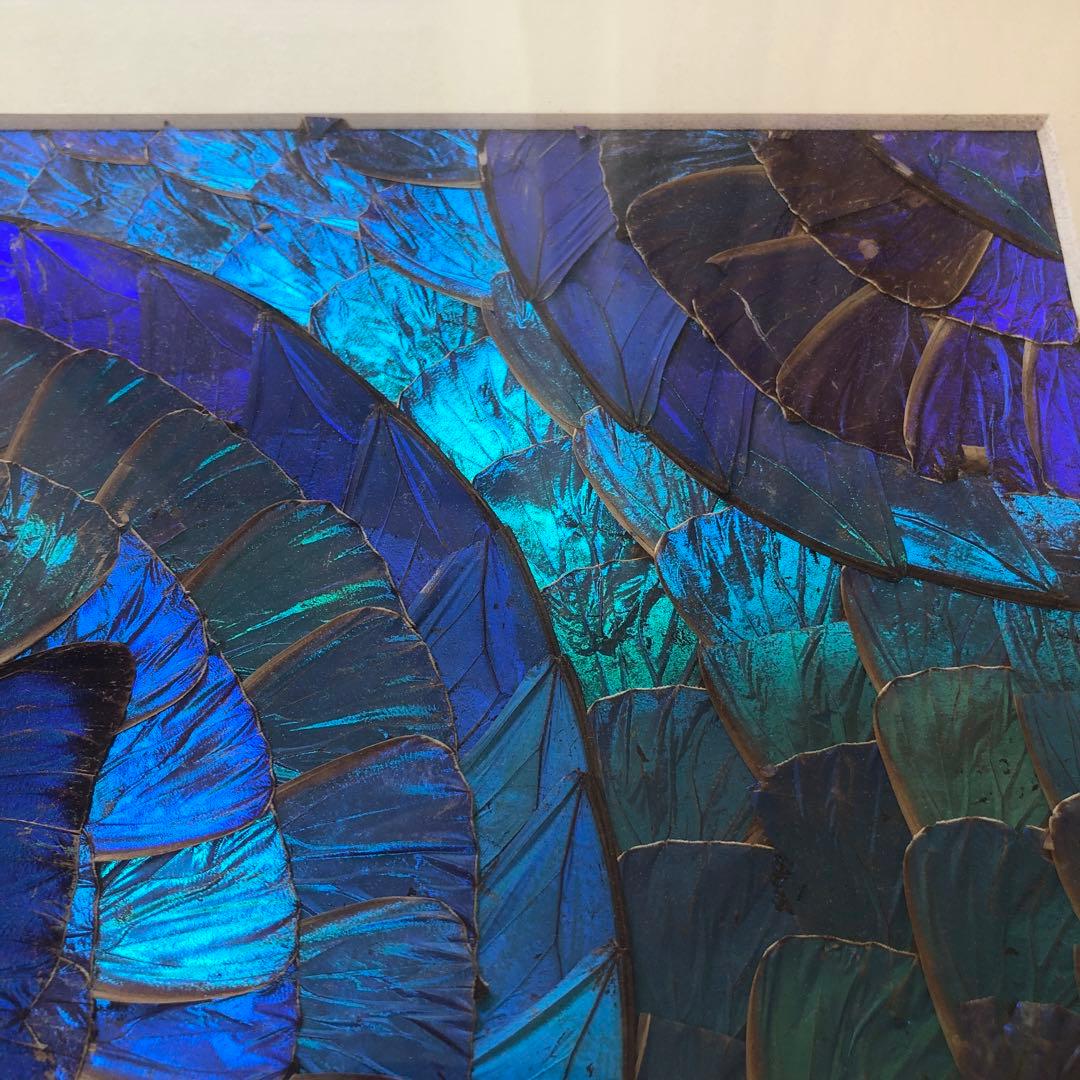 希少　モルフォ蝶 飾り額 標本　コレクション　アクセサリー素材