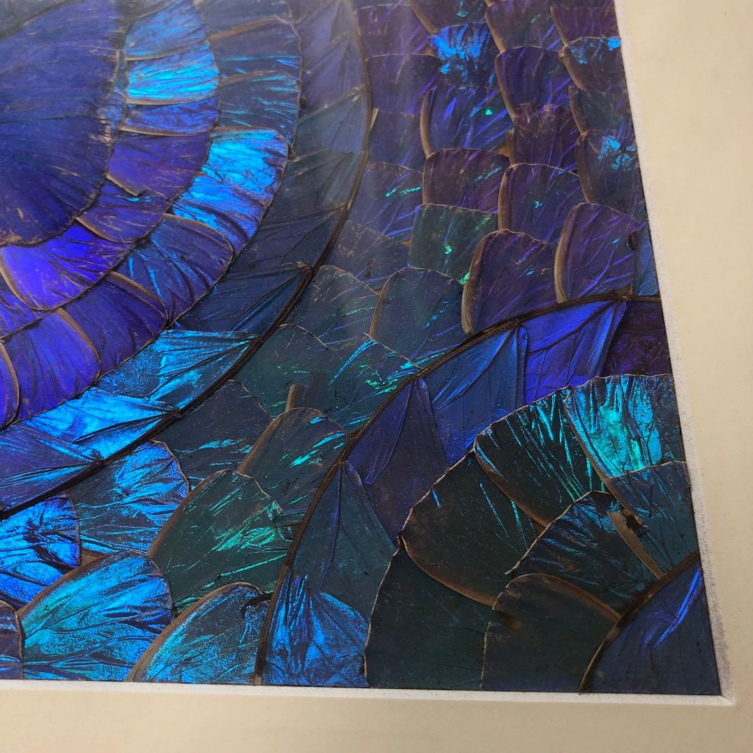 希少　モルフォ蝶 飾り額 標本　コレクション　アクセサリー素材