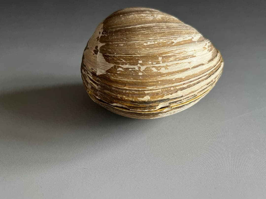 エソ土産　北寄貝　久田宗也　尋牛斎　香合　茶道具　表千家