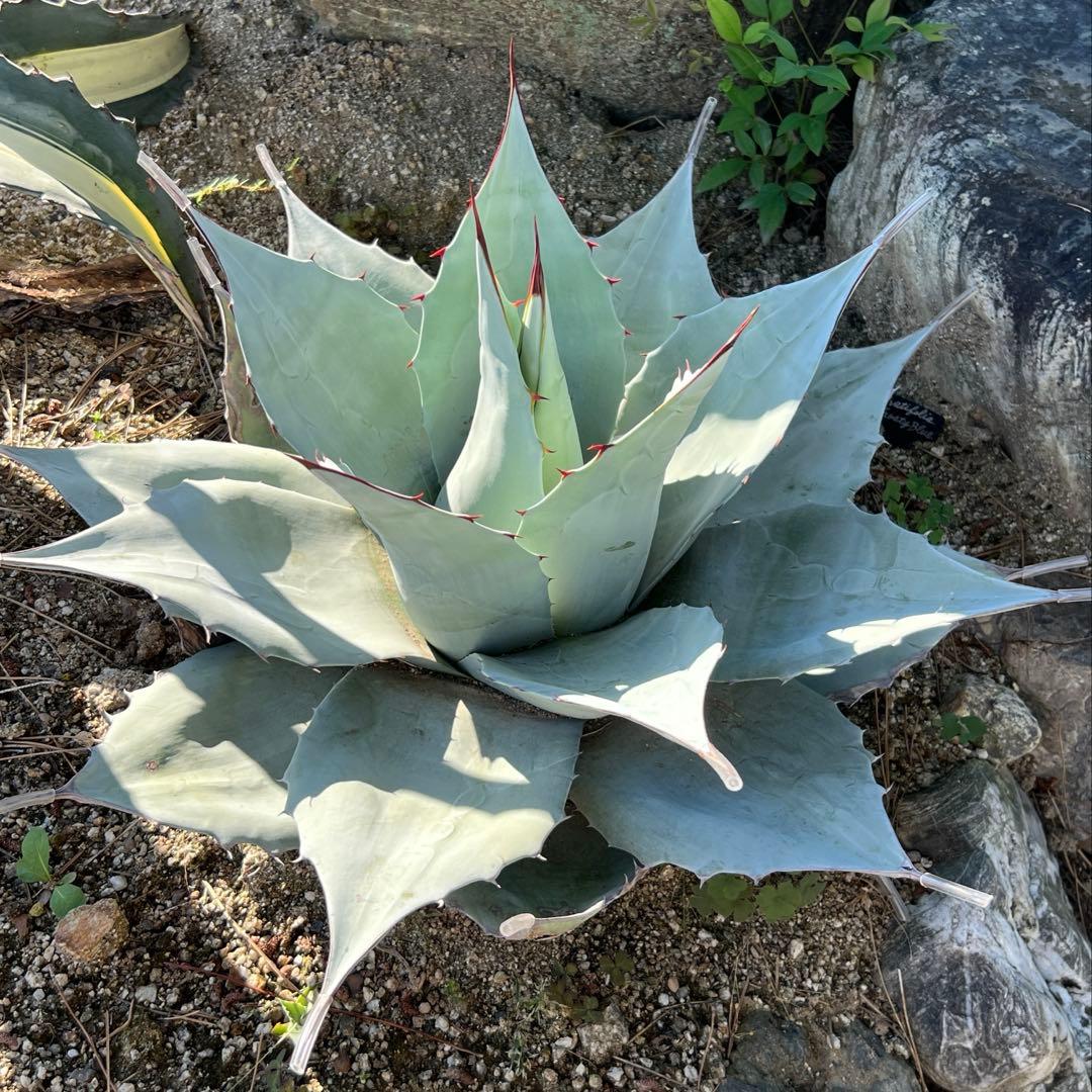 アガベ　オバティフォリア　フロスティブルー　地植え大株