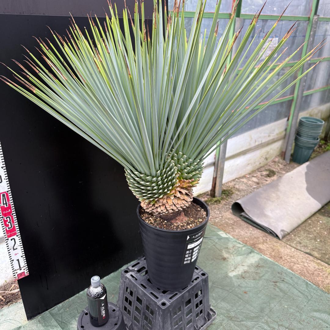 【AL-F1074】ユッカ　LA ALBERO　Ver.リギダ　頂上分頭　極上