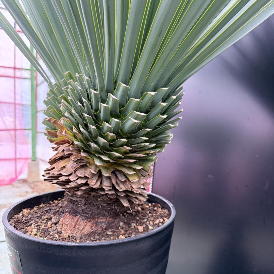 【AL-F1074】ユッカ　LA ALBERO　Ver.リギダ　頂上分頭　極上