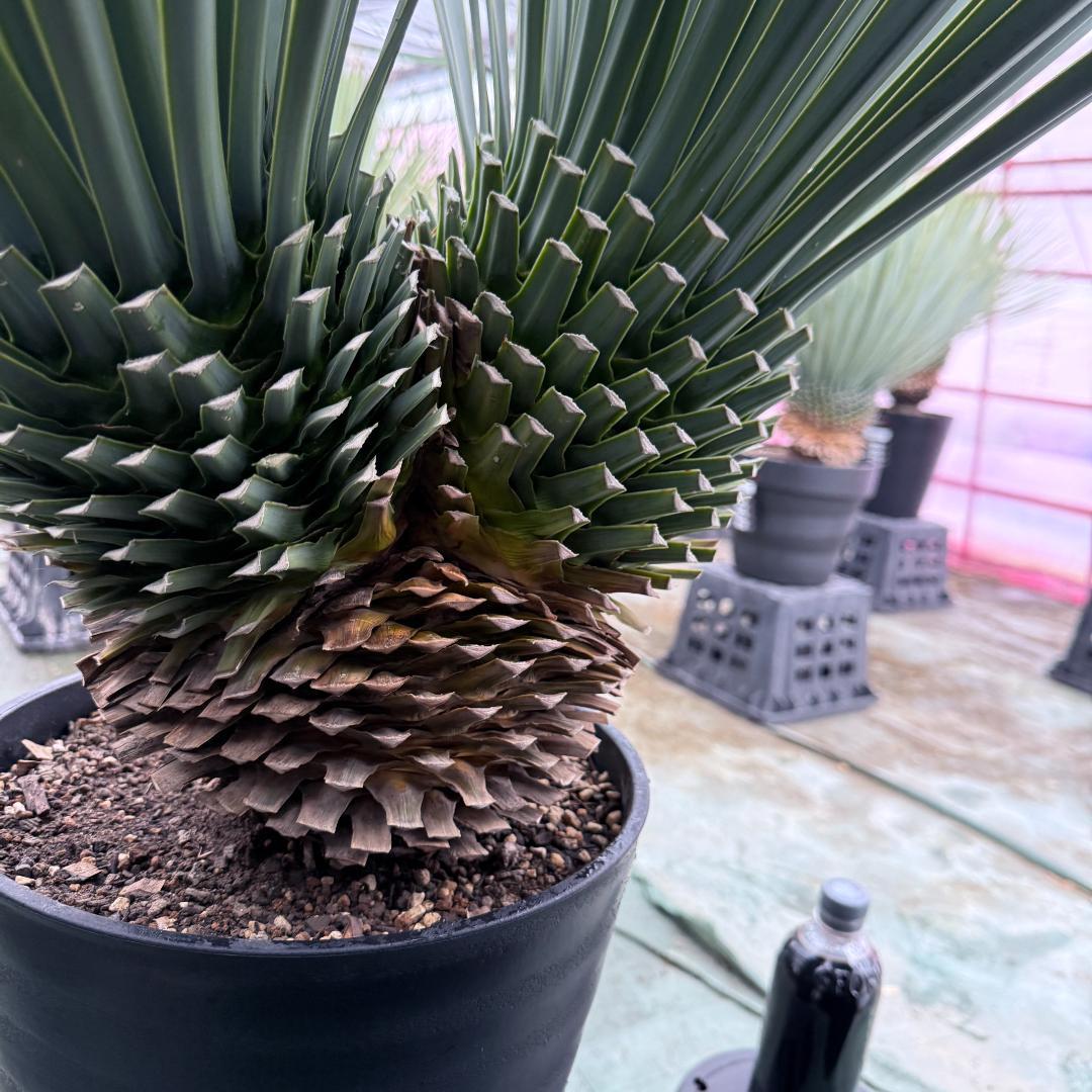 【AL-F1074】ユッカ　LA ALBERO　Ver.リギダ　頂上分頭　極上