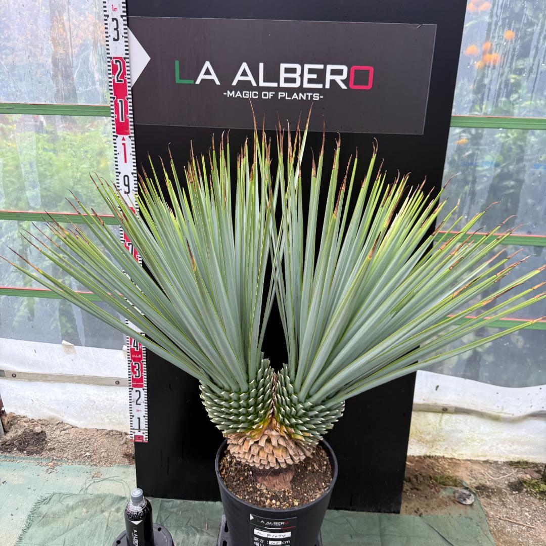 【AL-F1074】ユッカ　LA ALBERO　Ver.リギダ　頂上分頭　極上
