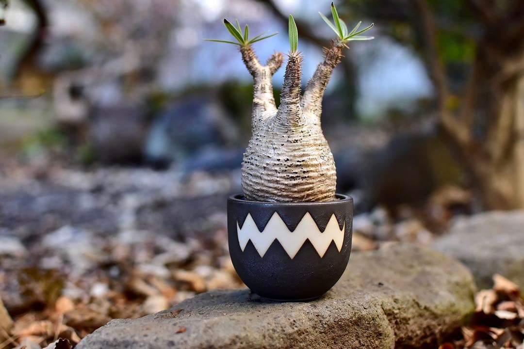 【休眠中】パキポディウム・グラキリス 現地球 VALIEM①