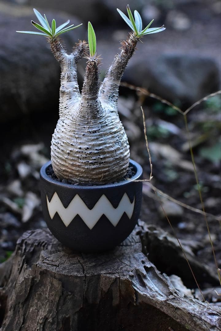 【休眠中】パキポディウム・グラキリス 現地球 VALIEM①