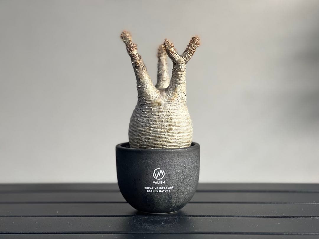 【休眠中】パキポディウム・グラキリス 現地球 VALIEM①