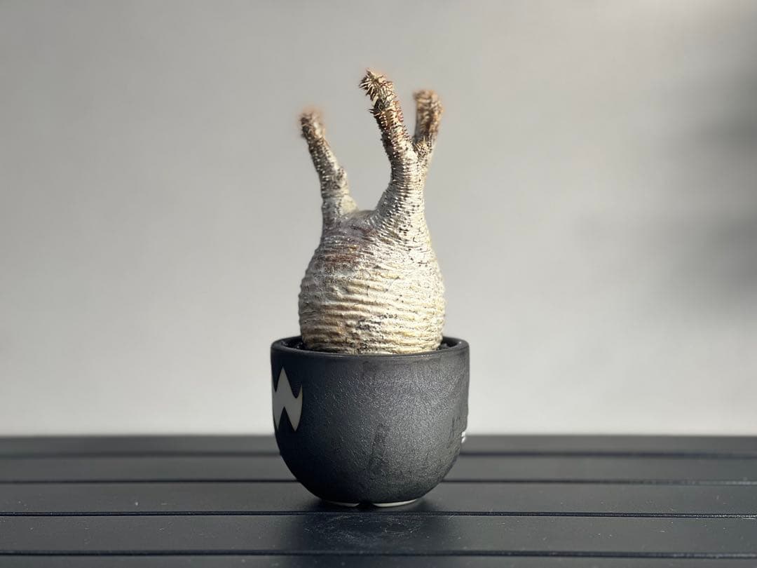 【休眠中】パキポディウム・グラキリス 現地球 VALIEM①