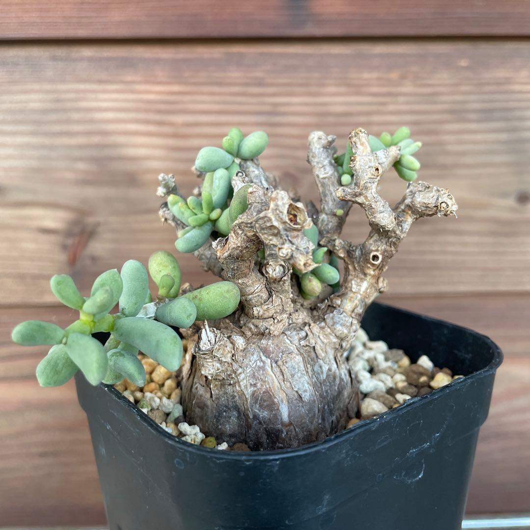 ケラリアピグマエア #39