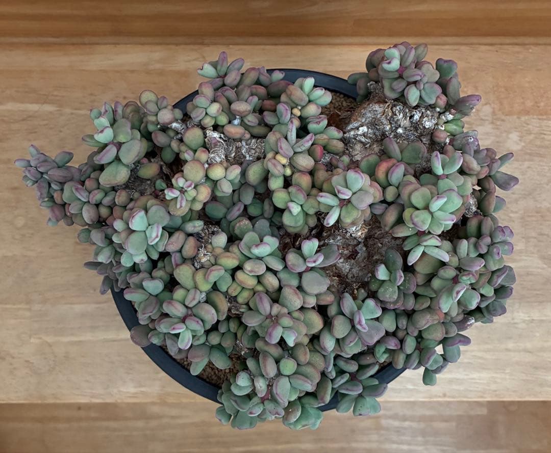 ケラリアピグマエア　大株