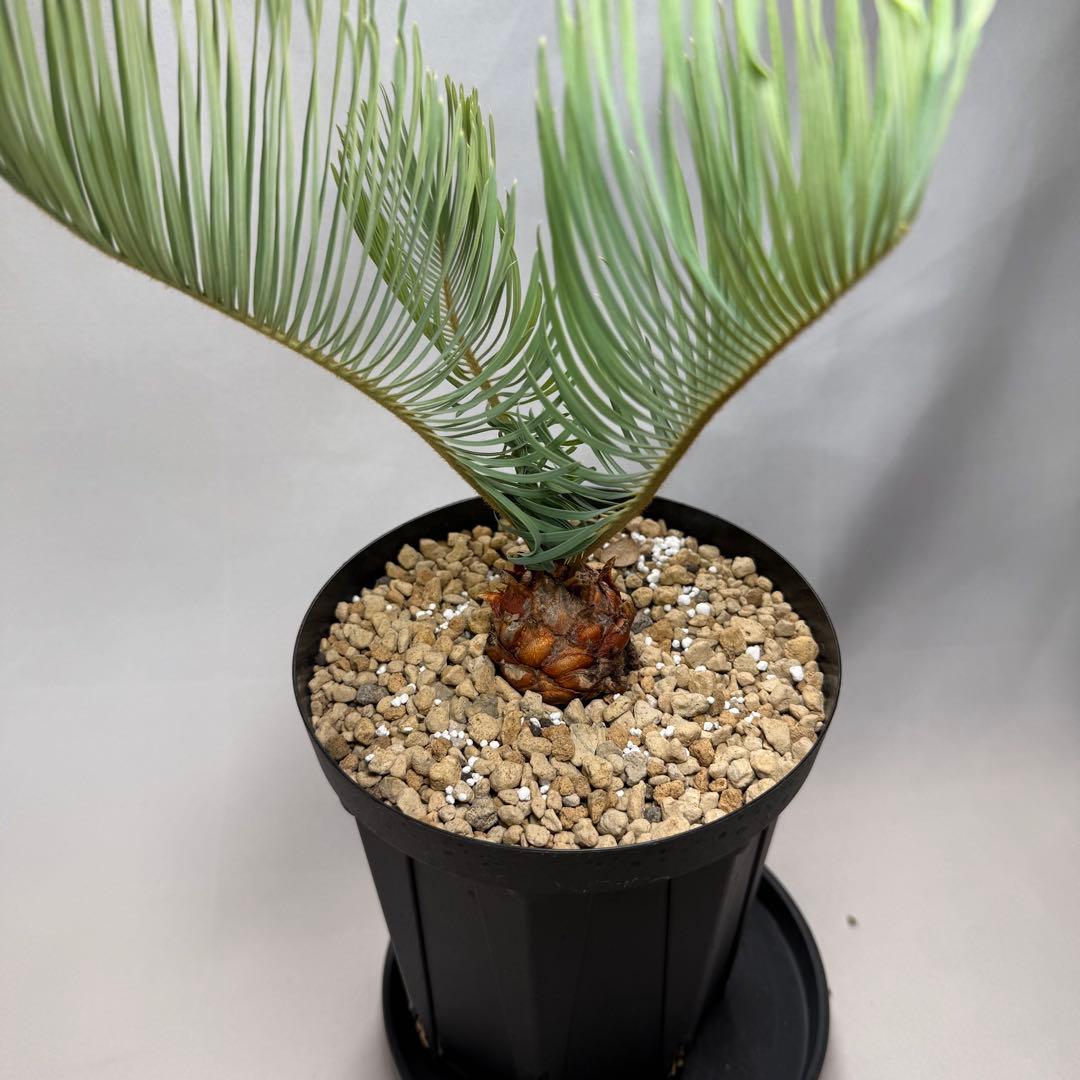 ブルーソテツ　サイカス　カイルンシアナ　① メルカリ便