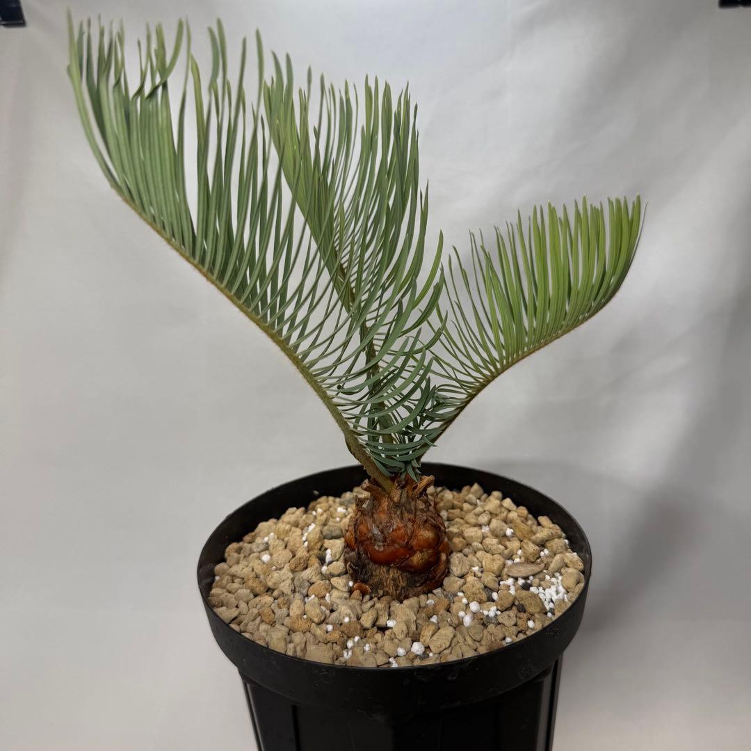 ブルーソテツ　サイカス　カイルンシアナ　① メルカリ便