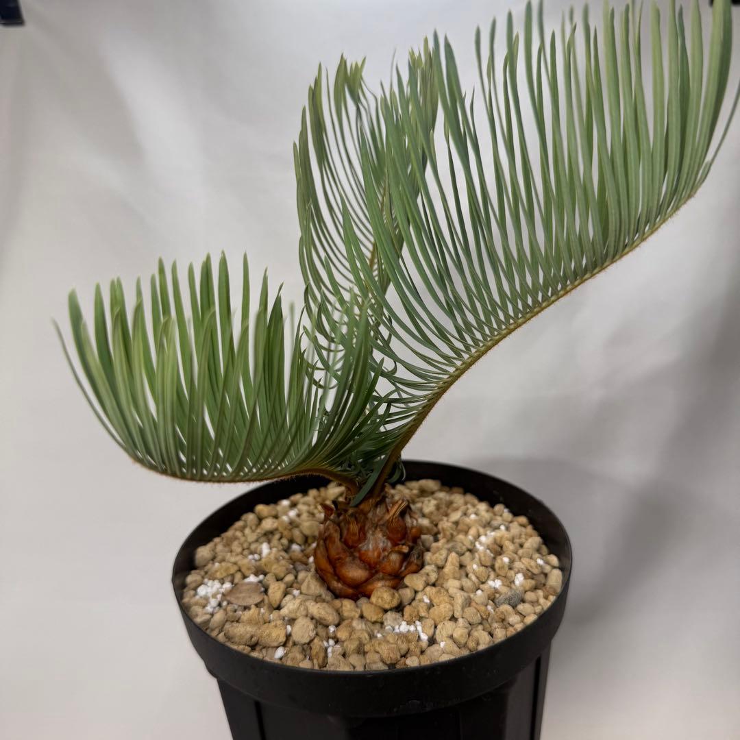 ブルーソテツ　サイカス　カイルンシアナ　① メルカリ便