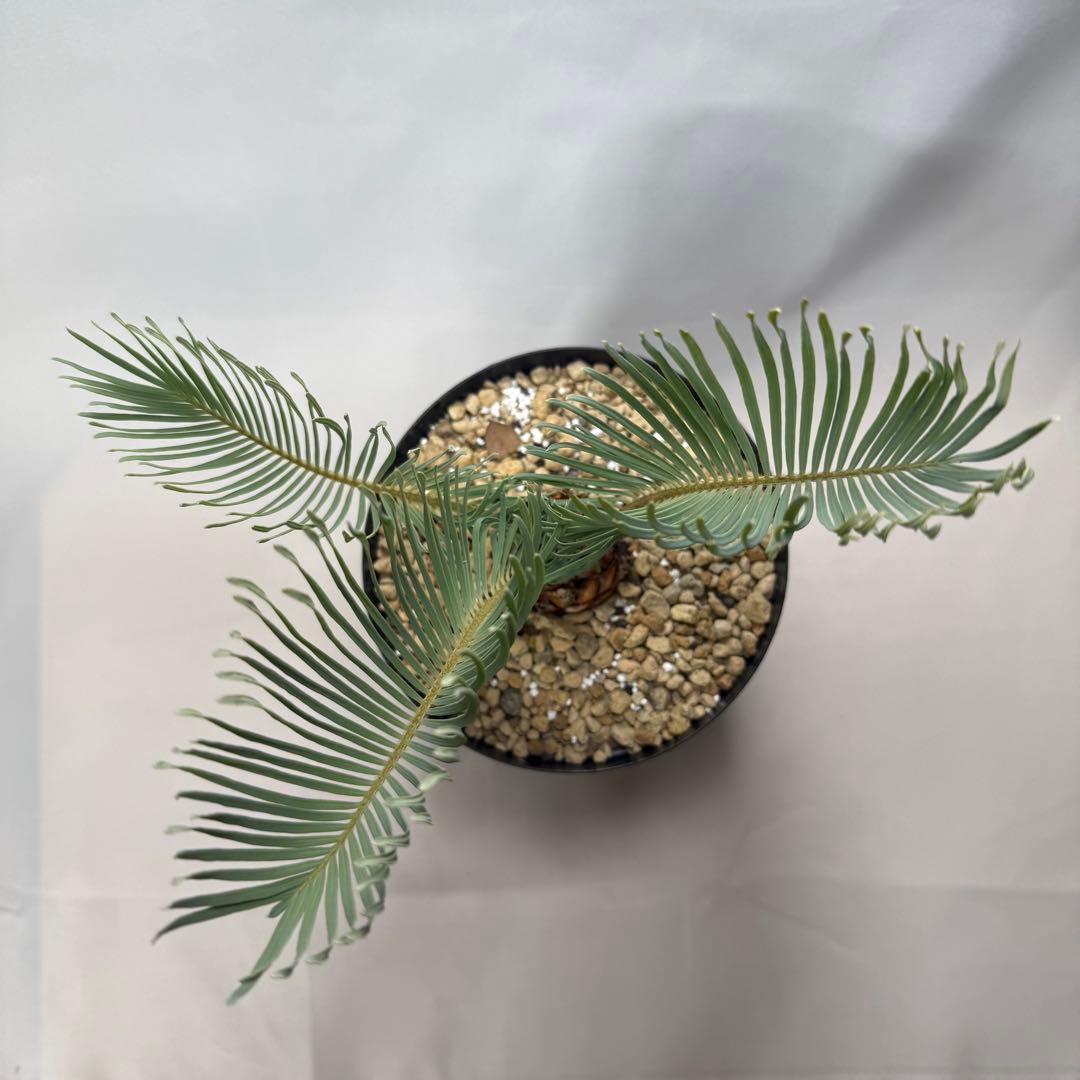 ブルーソテツ　サイカス　カイルンシアナ　① メルカリ便