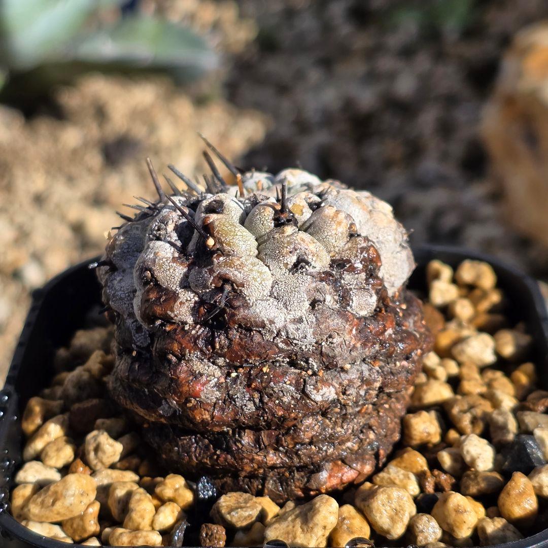 自根発根済 孤竜丸 コピアポアシネレア コルムナアルバ 現地球 cop