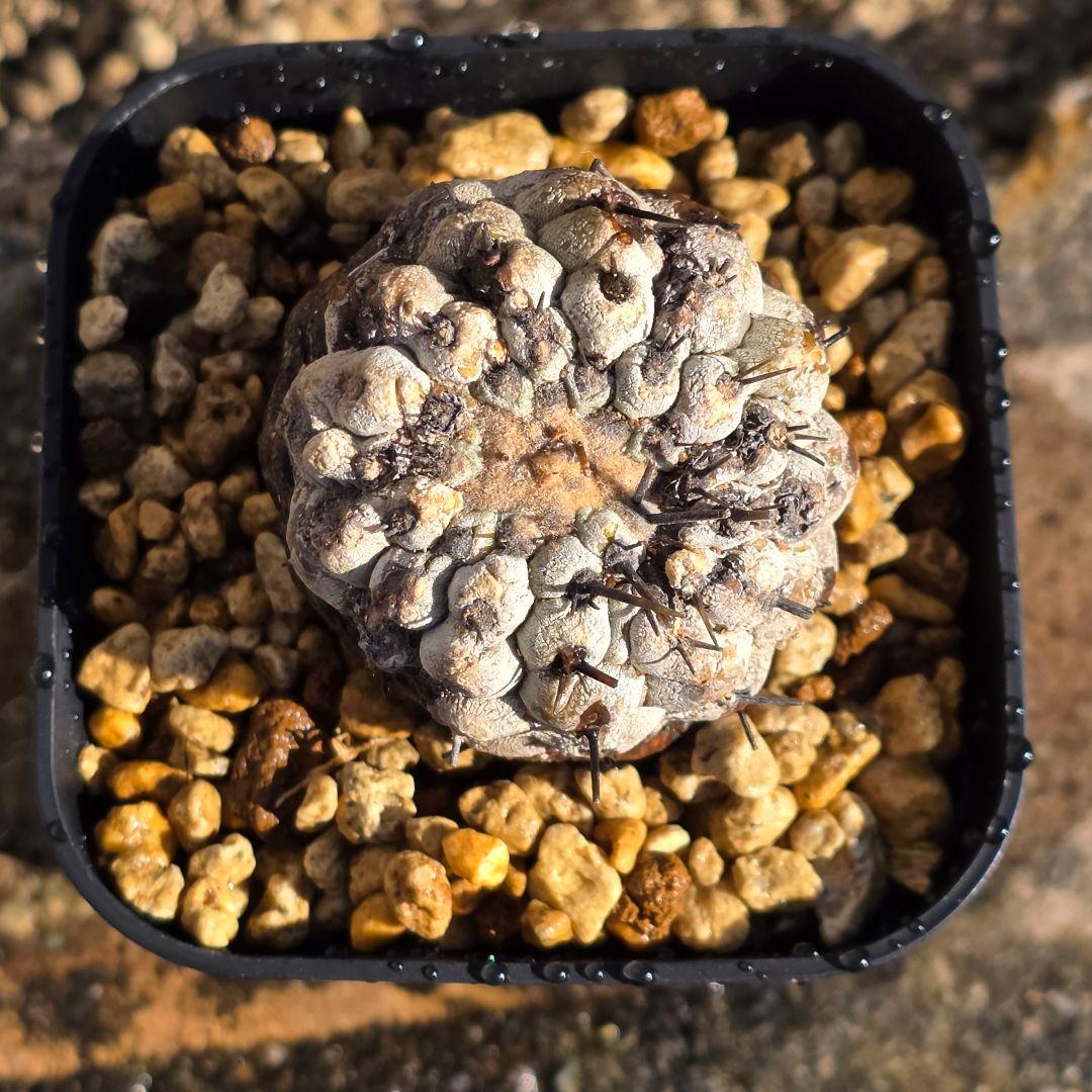 自根発根済 孤竜丸 コピアポアシネレア コルムナアルバ 現地球 cop