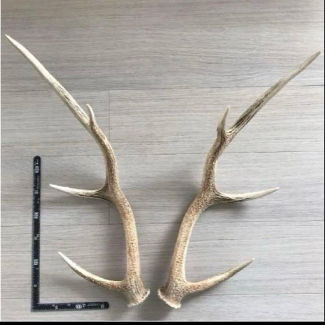 北海道 エゾシカ 鹿の角 ２本（一対）No.3