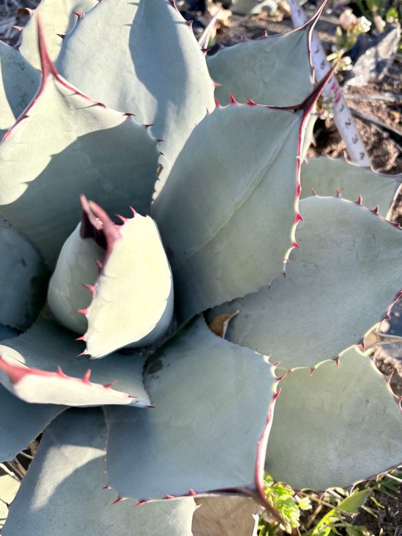 アガベ　吉祥天　3子株付き　①