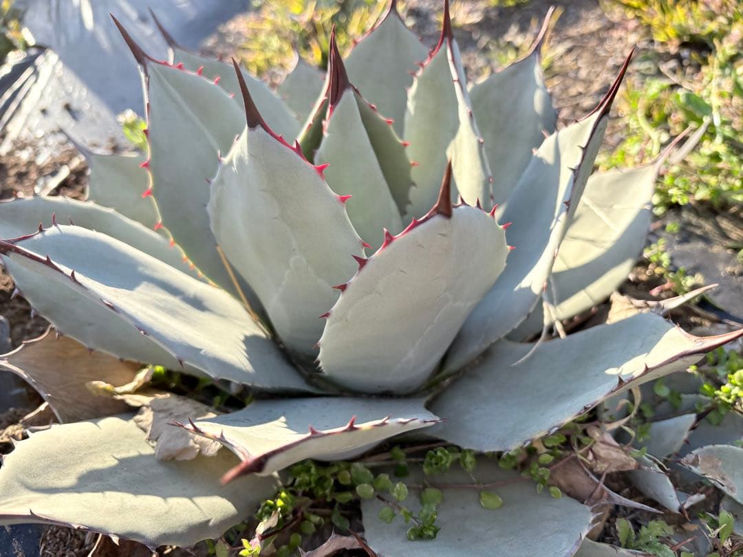 アガベ　吉祥天　3子株付き　①