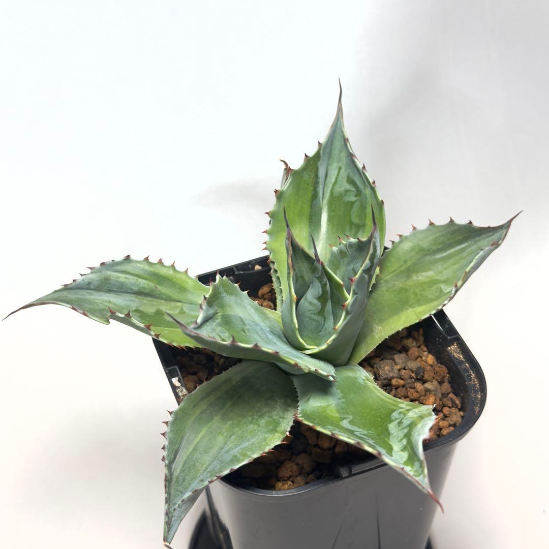 激レア　アガベ　オバティフォリア　オランカ　斑入り　発根済み　鉢ごと