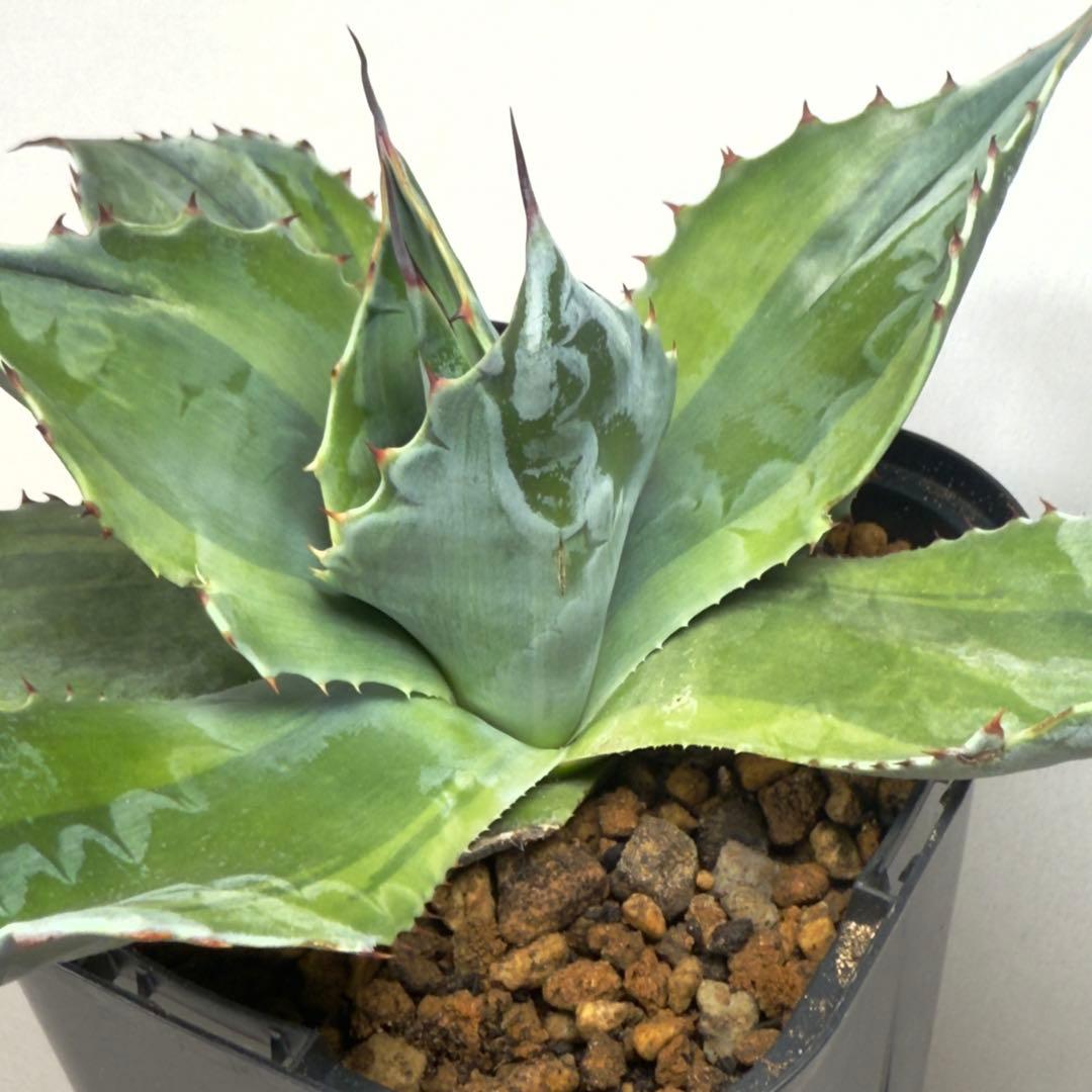 激レア　アガベ　オバティフォリア　オランカ　斑入り　発根済み　鉢ごと