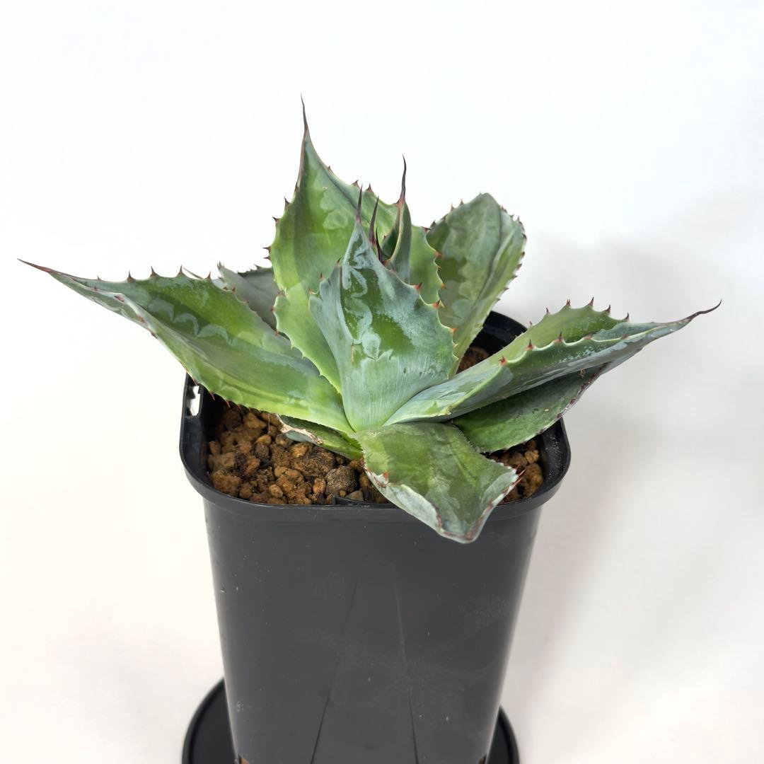 激レア　アガベ　オバティフォリア　オランカ　斑入り　発根済み　鉢ごと
