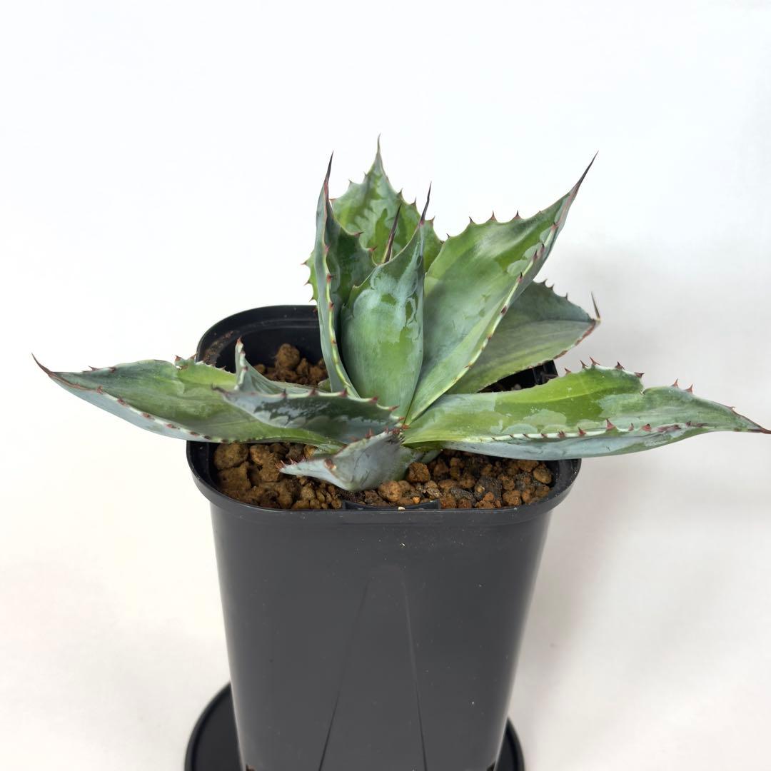 激レア　アガベ　オバティフォリア　オランカ　斑入り　発根済み　鉢ごと