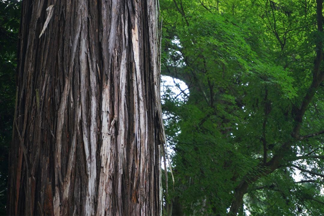 SONY α6000 ミラーレスカメラ E 16-50mmレンズ付き