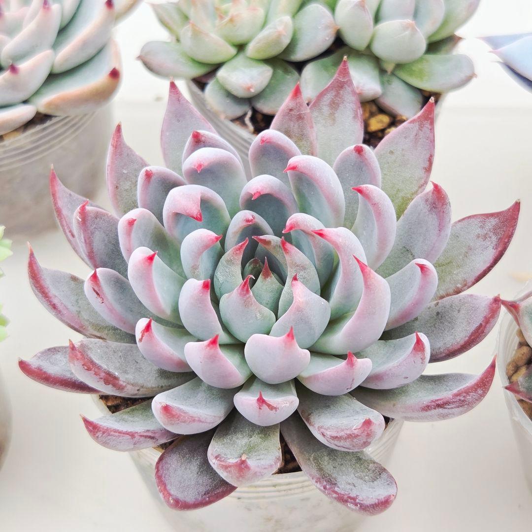 ★*★様 ㉖大きめ苗青鬼❣️ちょこん❣️そわそわ❣️おらいさん発根済 6苗メルカ