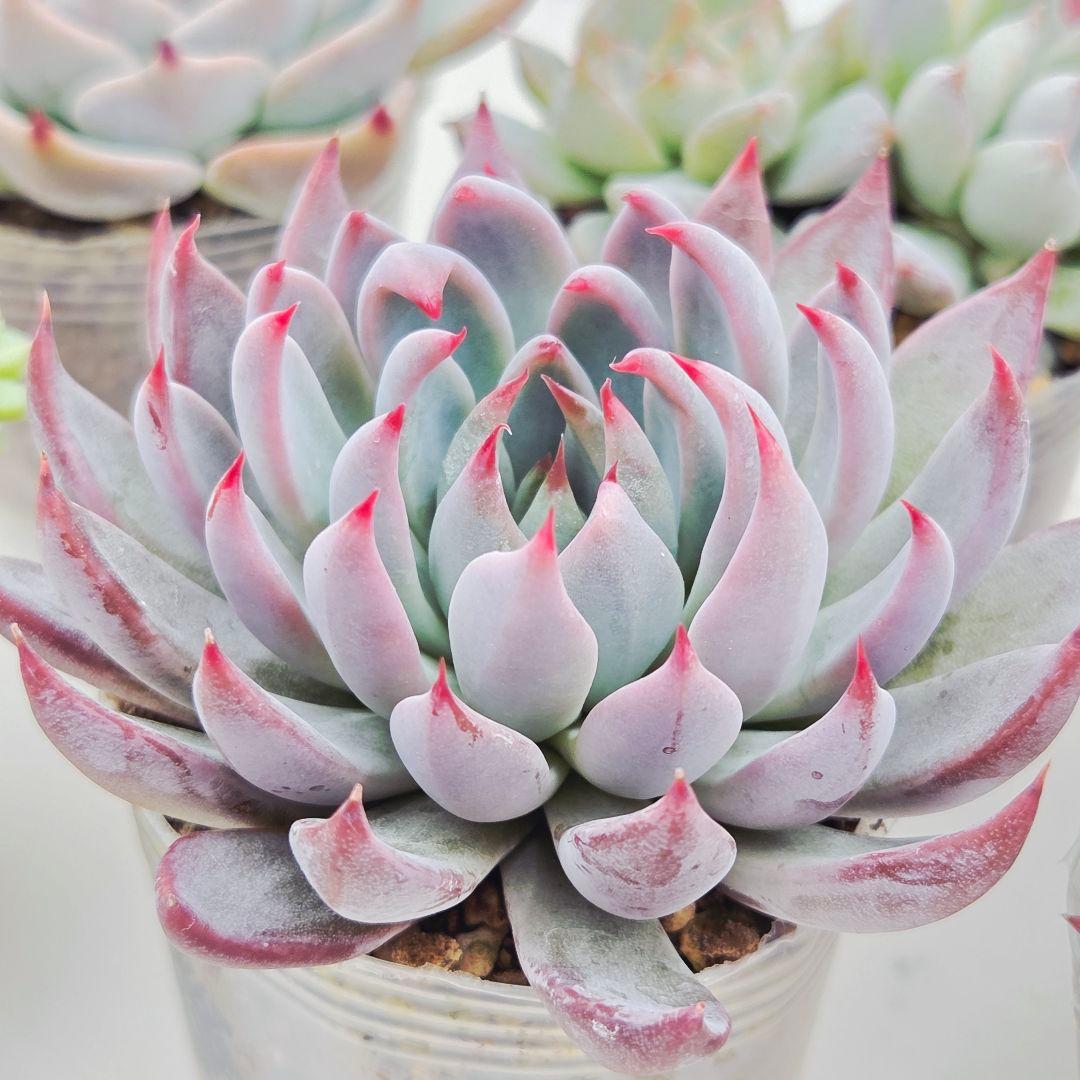 ★*★様 ㉖大きめ苗青鬼❣️ちょこん❣️そわそわ❣️おらいさん発根済 6苗メルカ