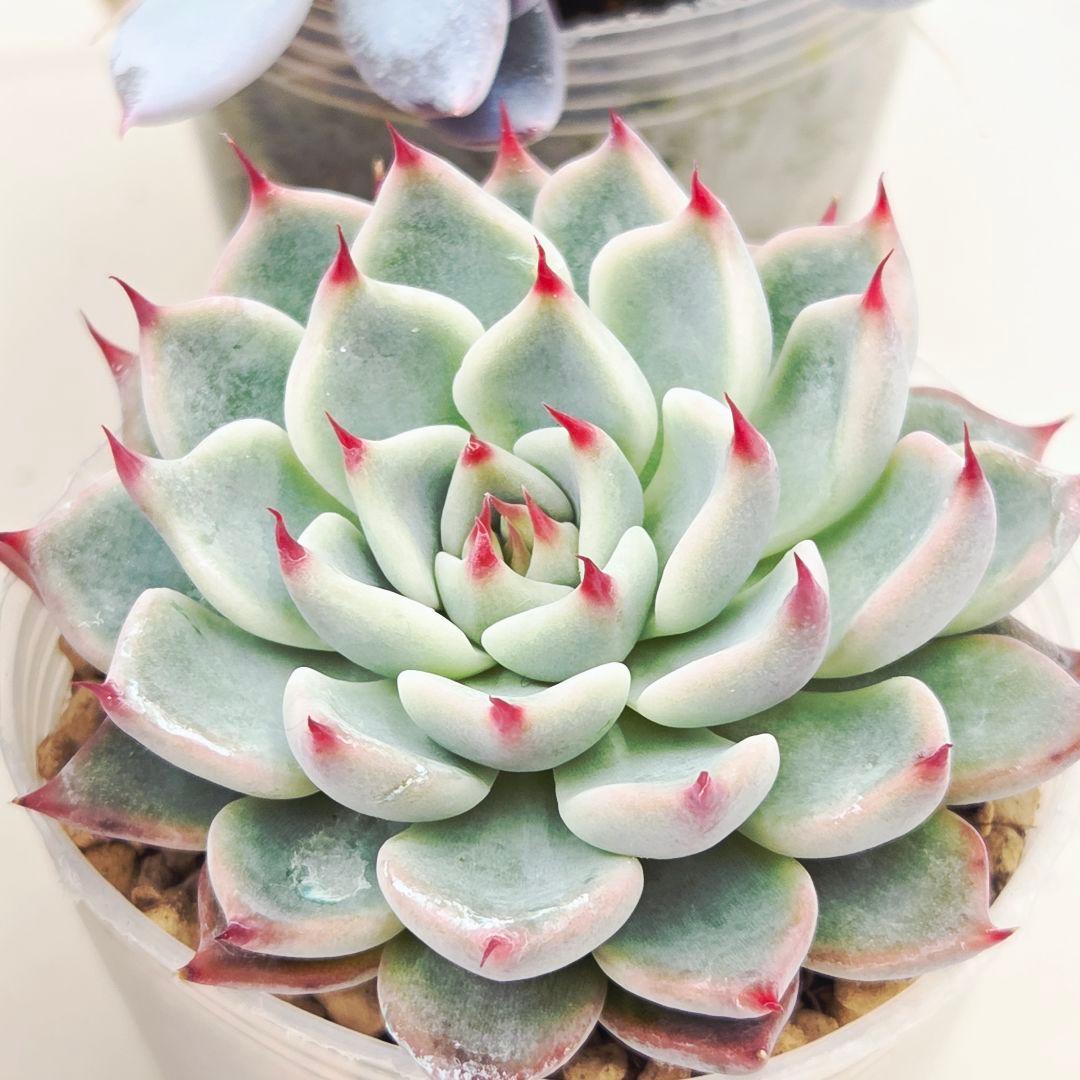 ★*★様 ㉖大きめ苗青鬼❣️ちょこん❣️そわそわ❣️おらいさん発根済 6苗メルカ