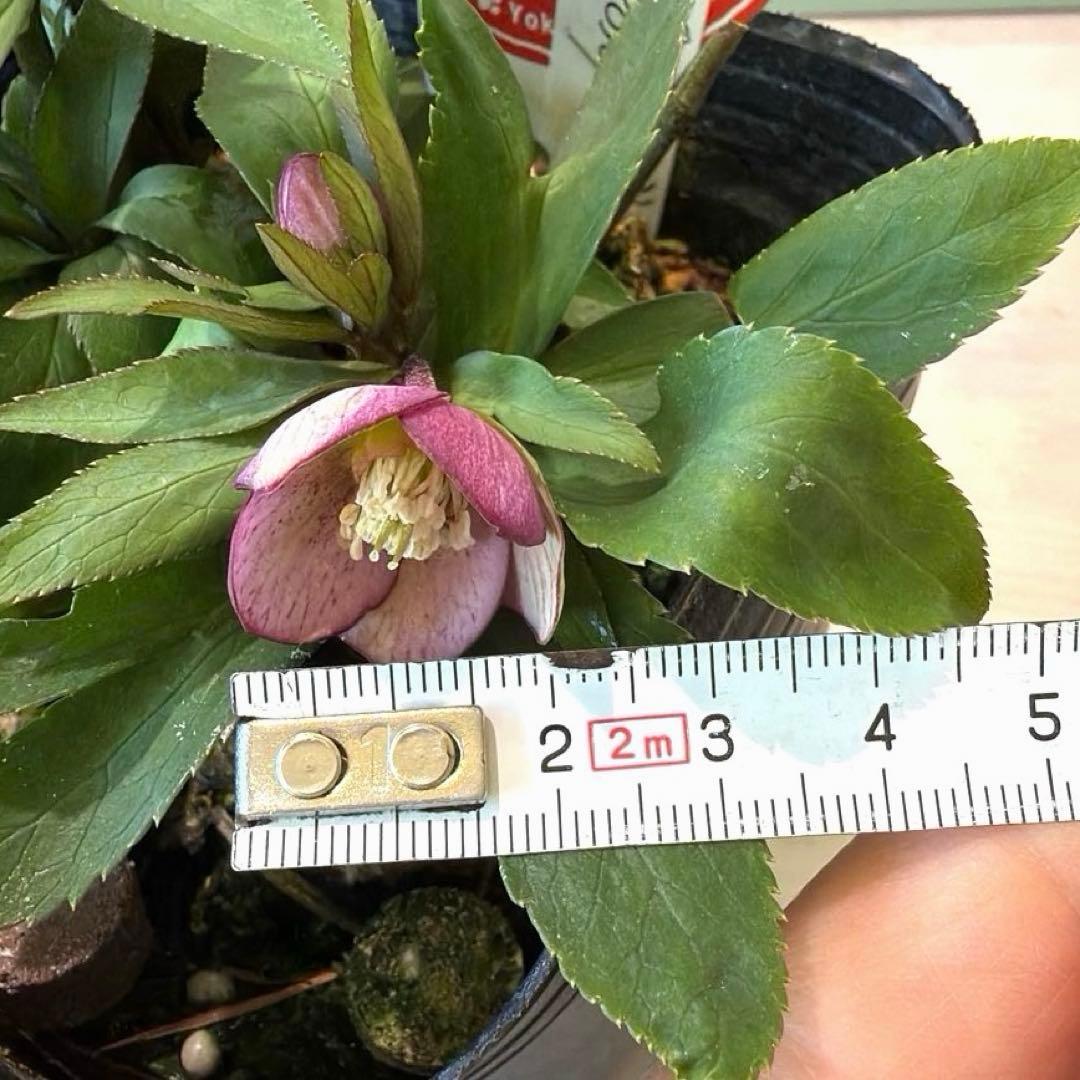 まい様　リクエスト　おまとめ2点