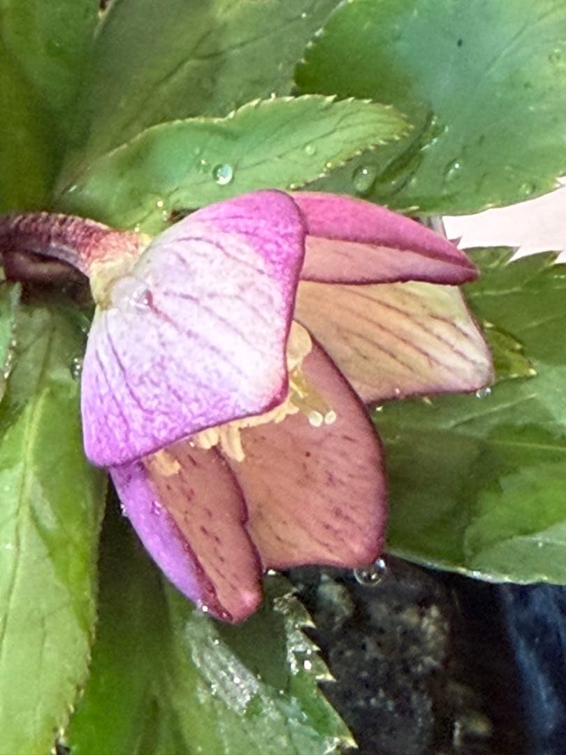 まい様　リクエスト　おまとめ2点