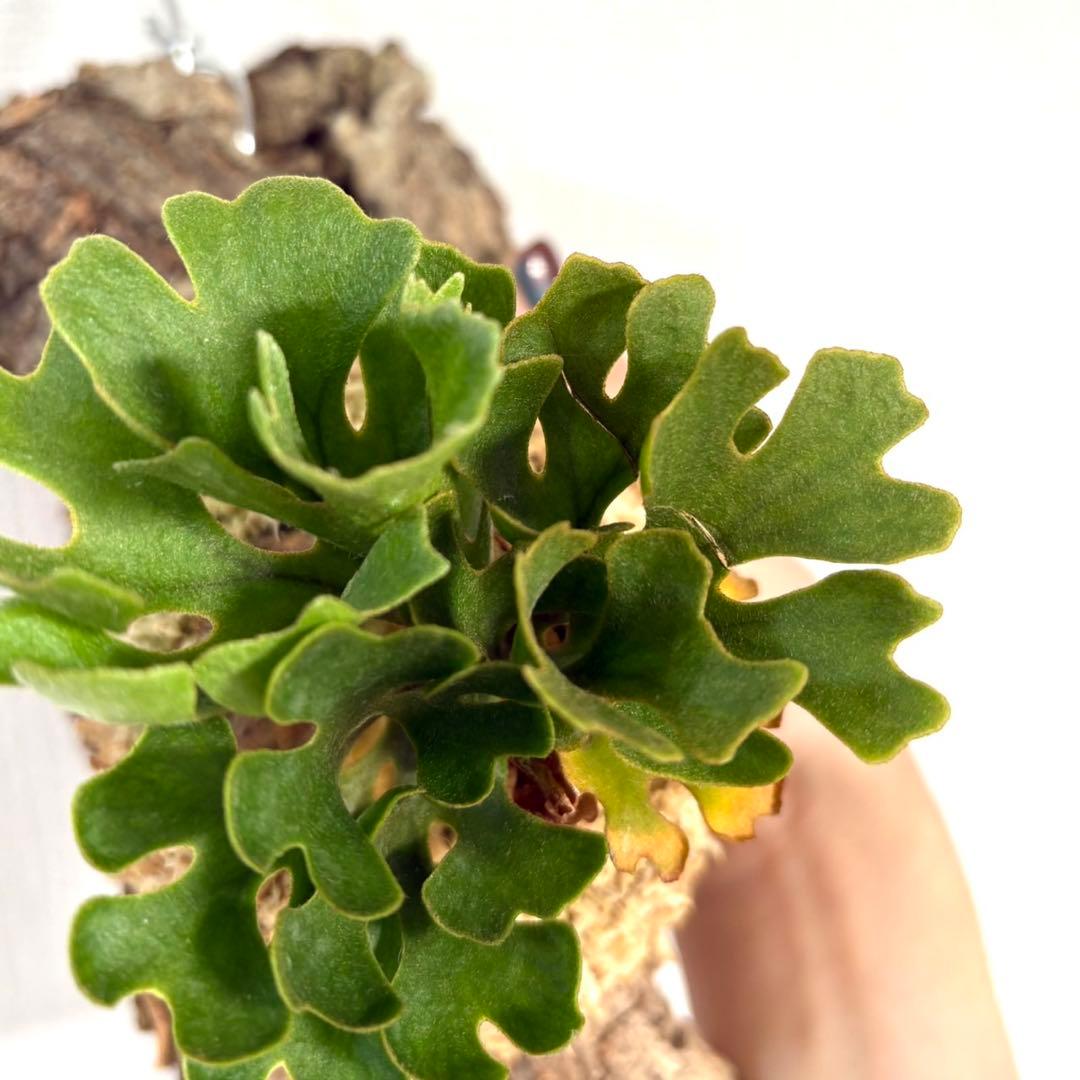 ビカクシダ リドレイ ドワーフ シルバー 小株　板付