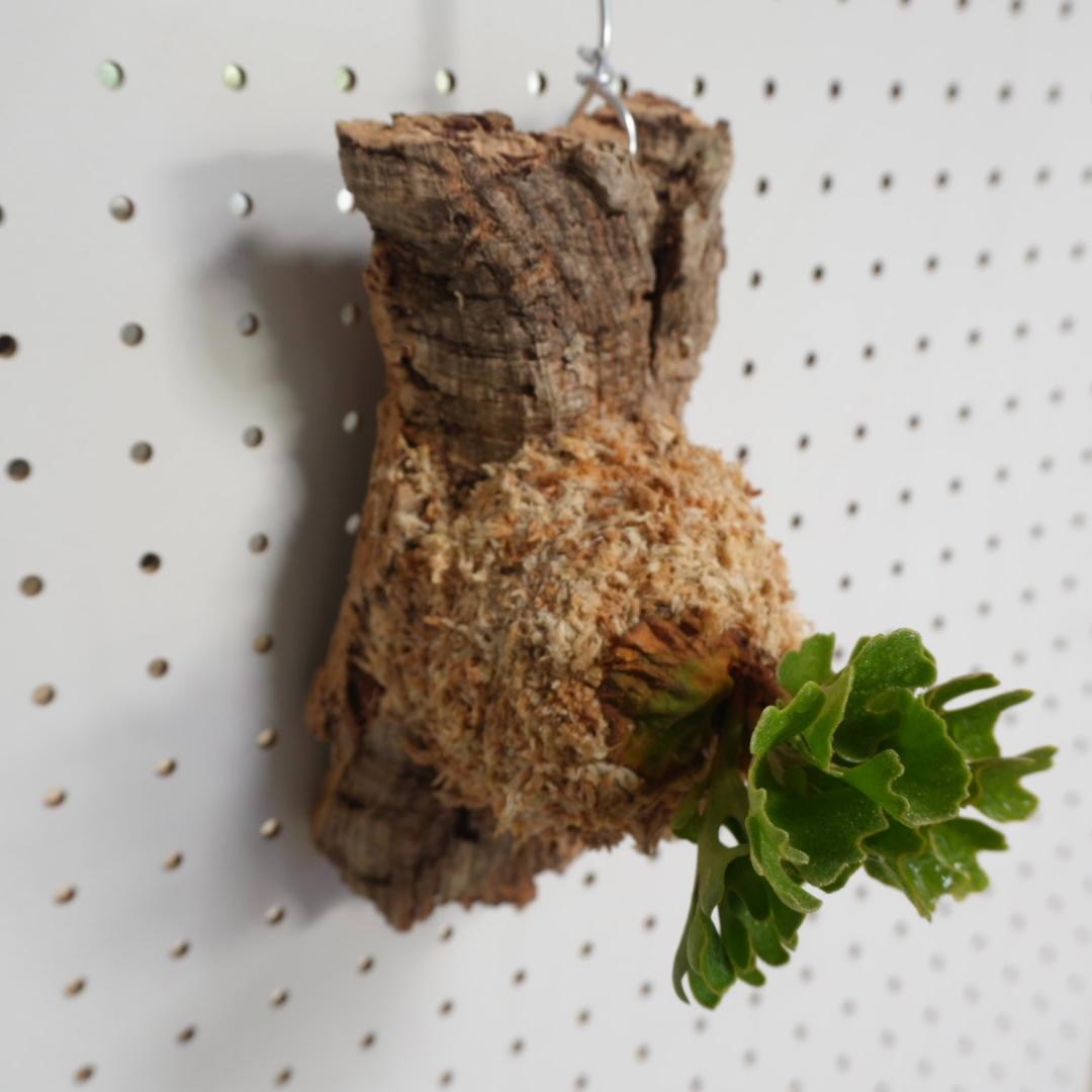 ビカクシダ リドレイ ドワーフ シルバー 小株　板付